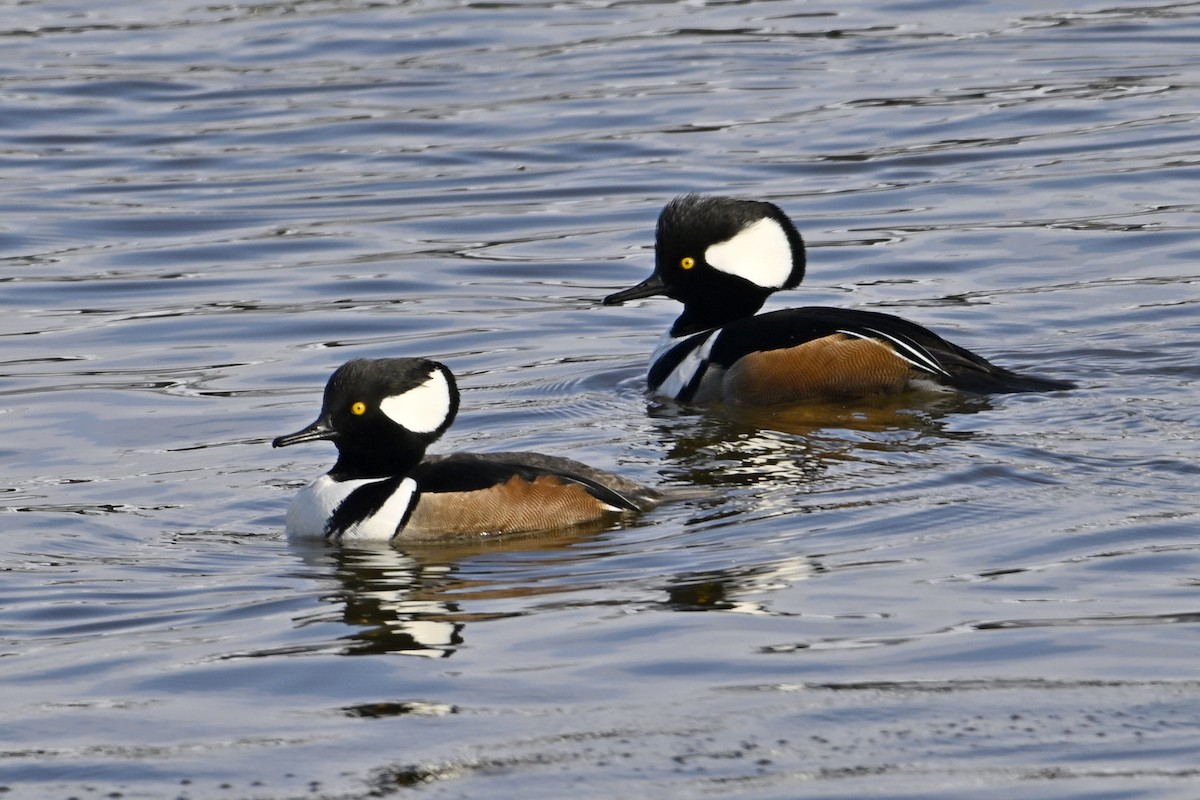 Капюшоновый крохаль - ML653159367