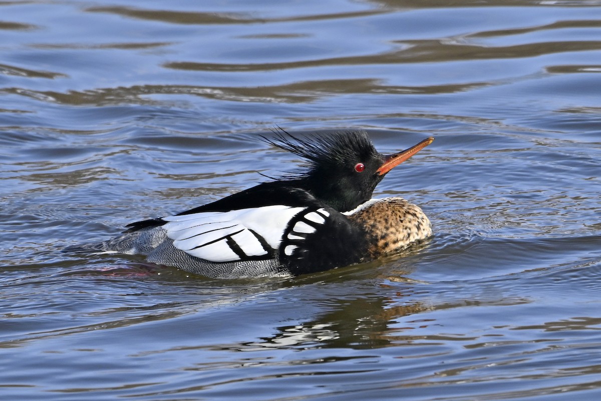 Длинноносый крохаль - ML653159370