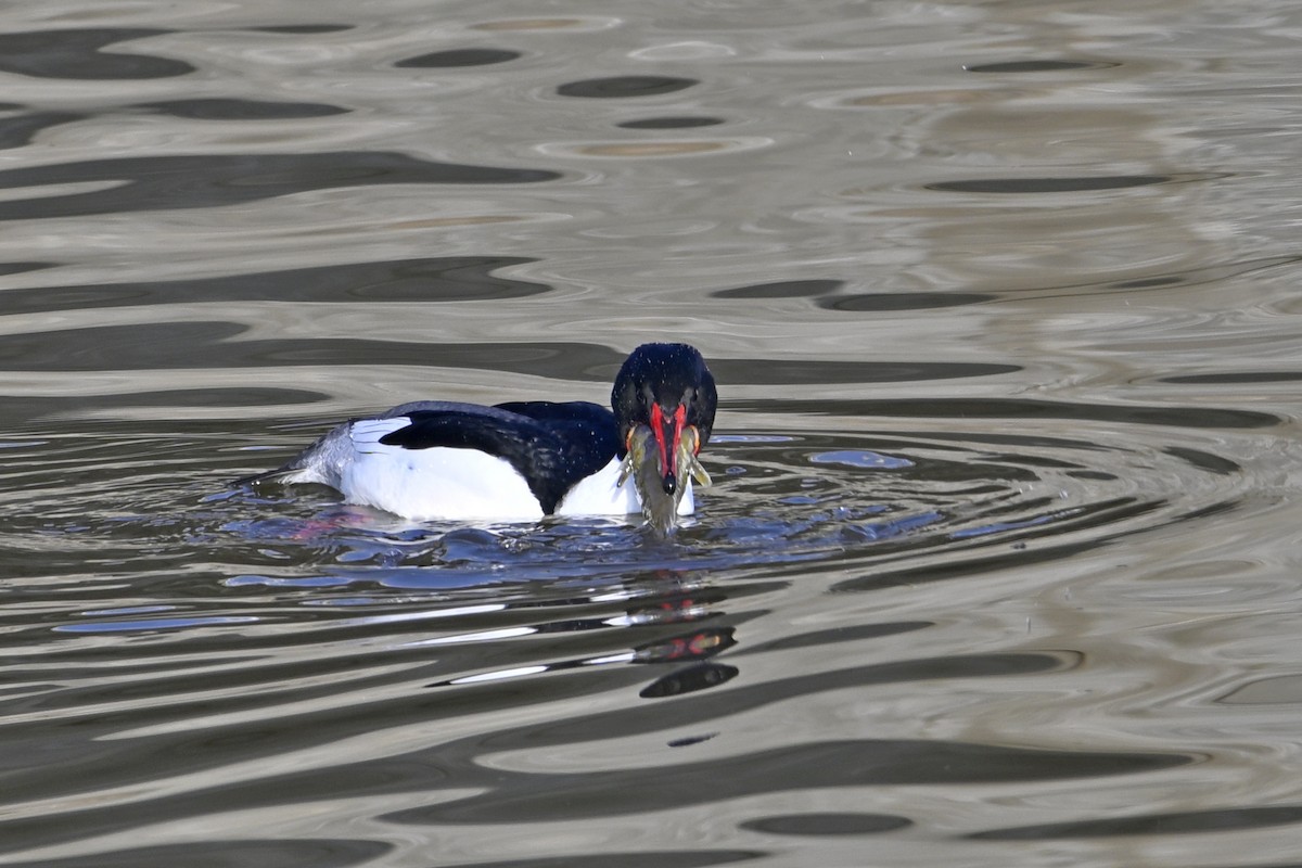 Большой крохаль - ML653159373