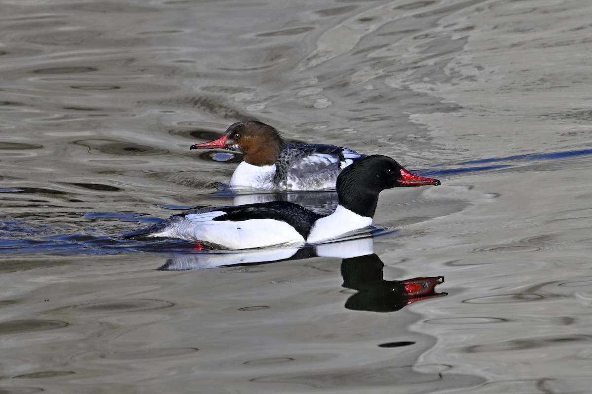 Большой крохаль - ML653159380