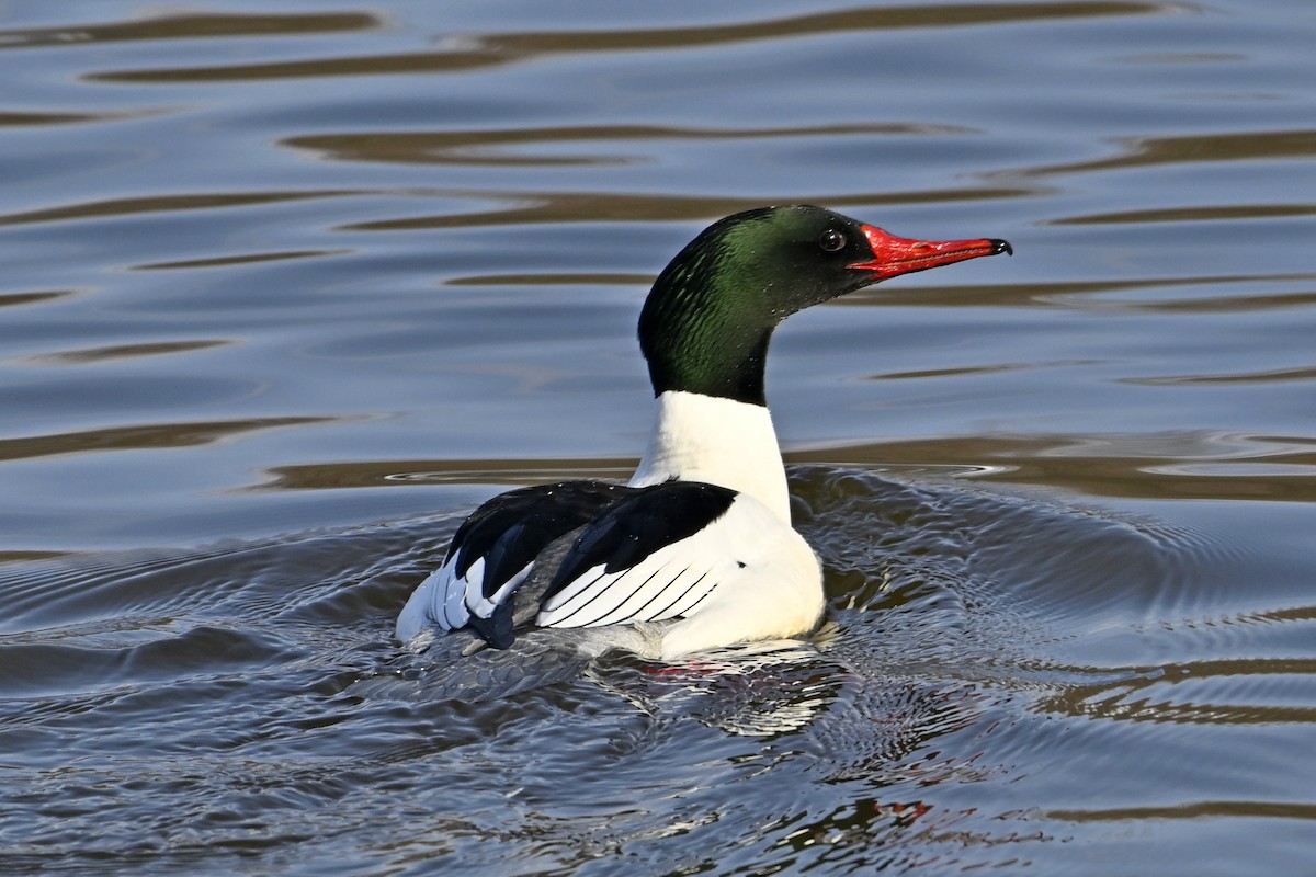 Большой крохаль - ML653159384