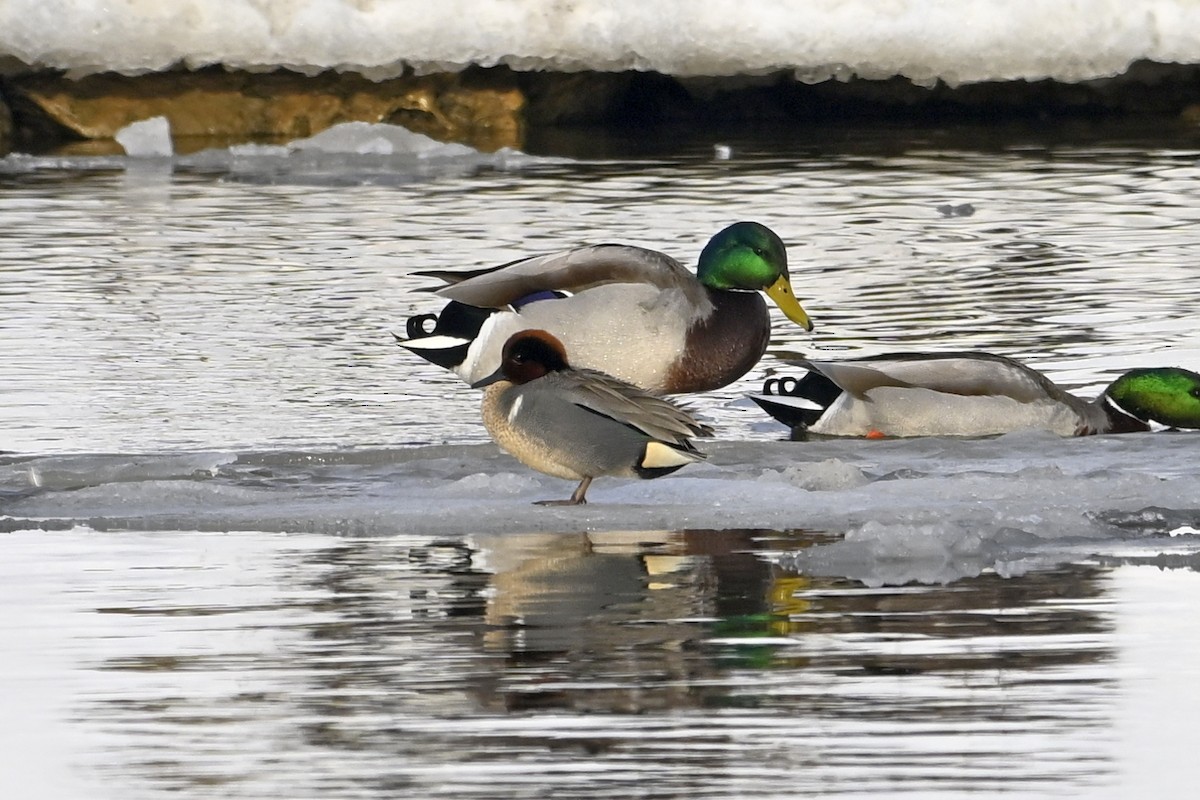 Чирок-свистунок - ML653160192