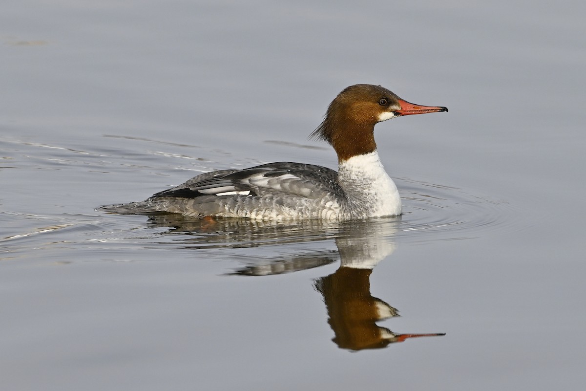 Большой крохаль - ML653160197