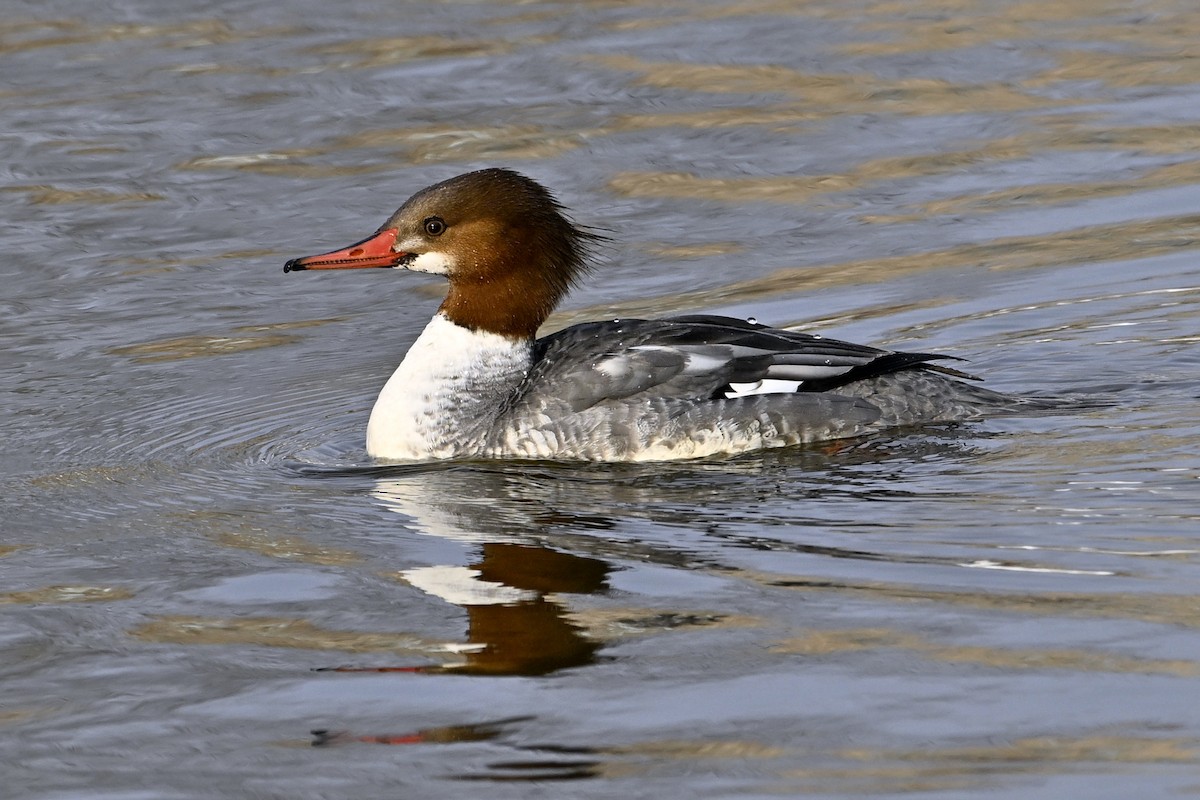 Большой крохаль - ML653160200