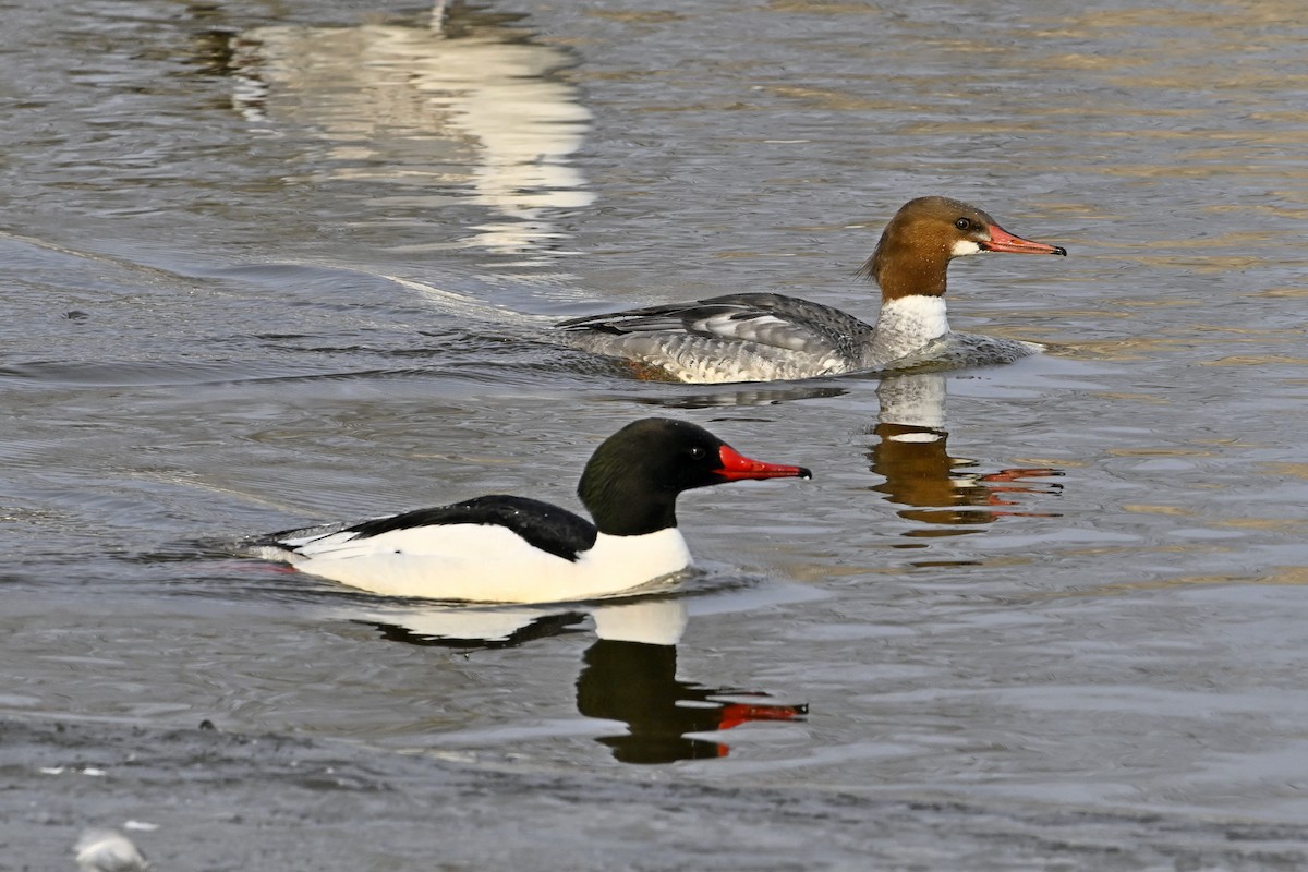 Большой крохаль - ML653160201