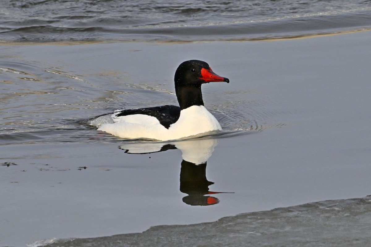 Большой крохаль - ML653160205