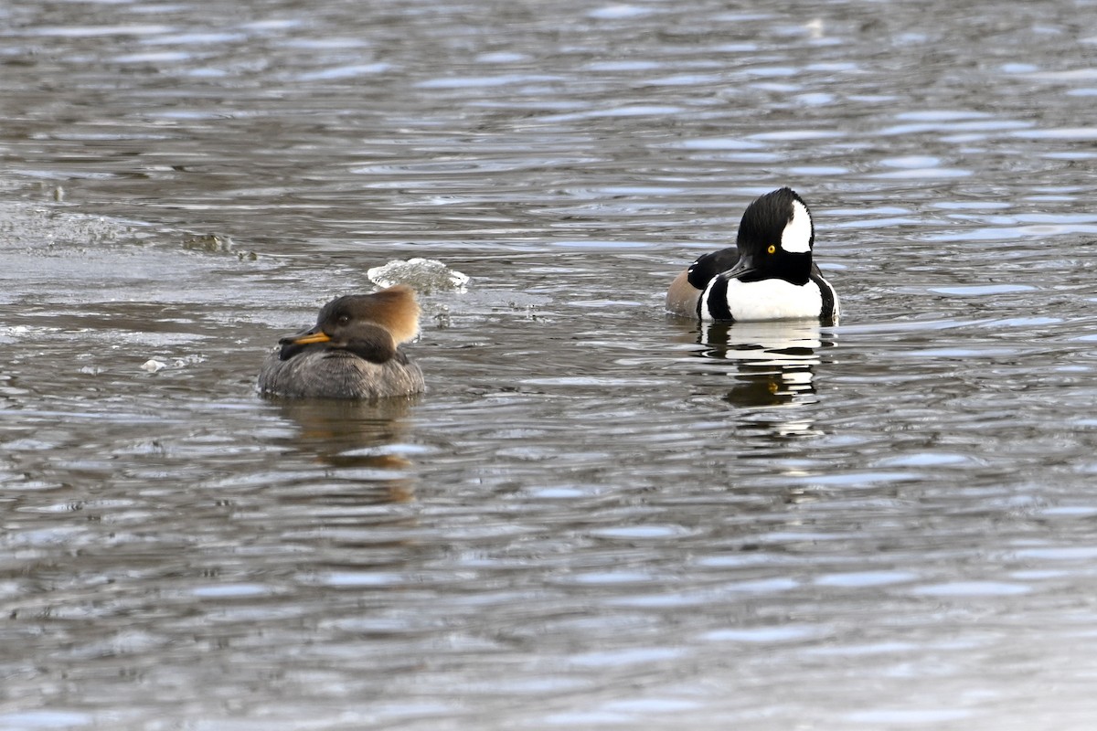 Капюшоновый крохаль - ML653160481