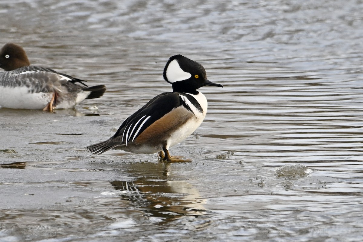 Капюшоновый крохаль - ML653160487
