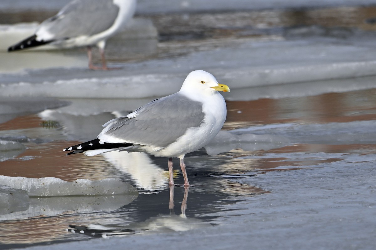 Американская чайка - ML653160497