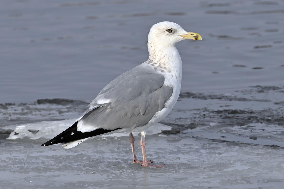 Американская чайка - ML653160508