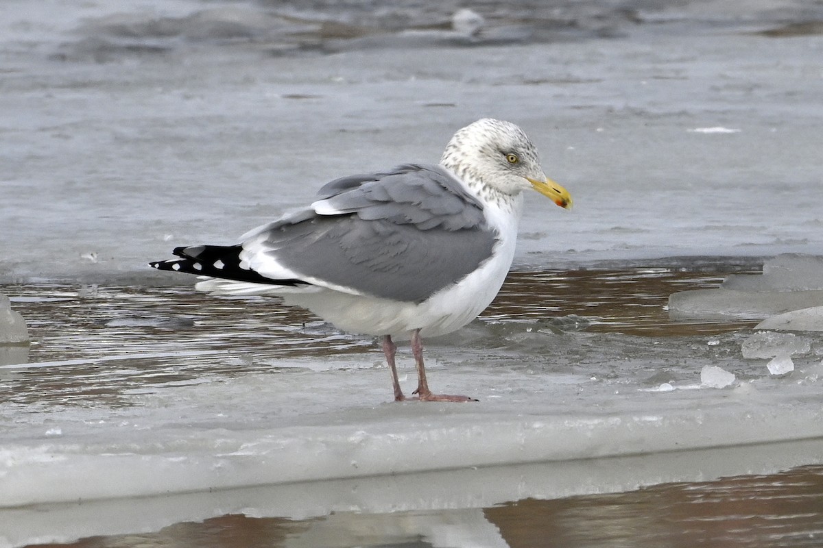 Американская чайка - ML653160510