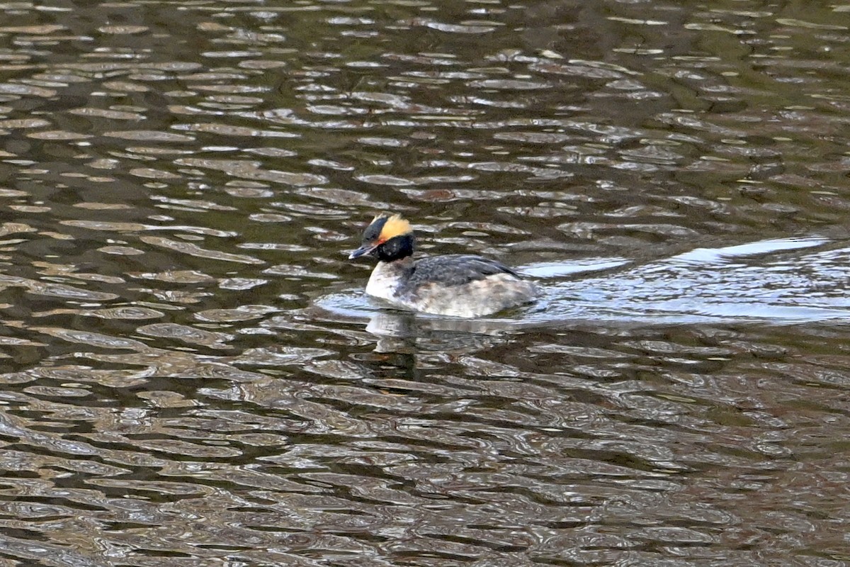 Красношейная поганка - ML653160512