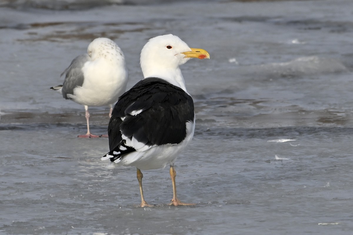 Морская чайка - ML653160529