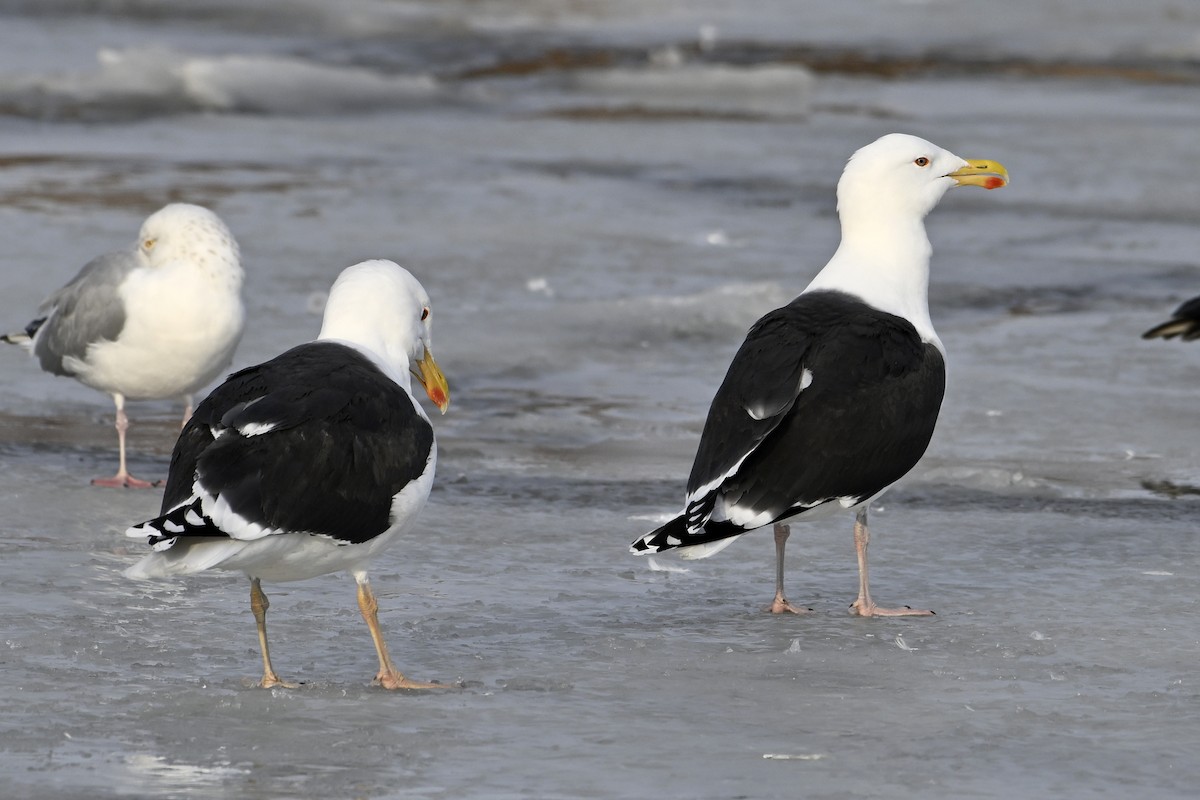 Морская чайка - ML653160545