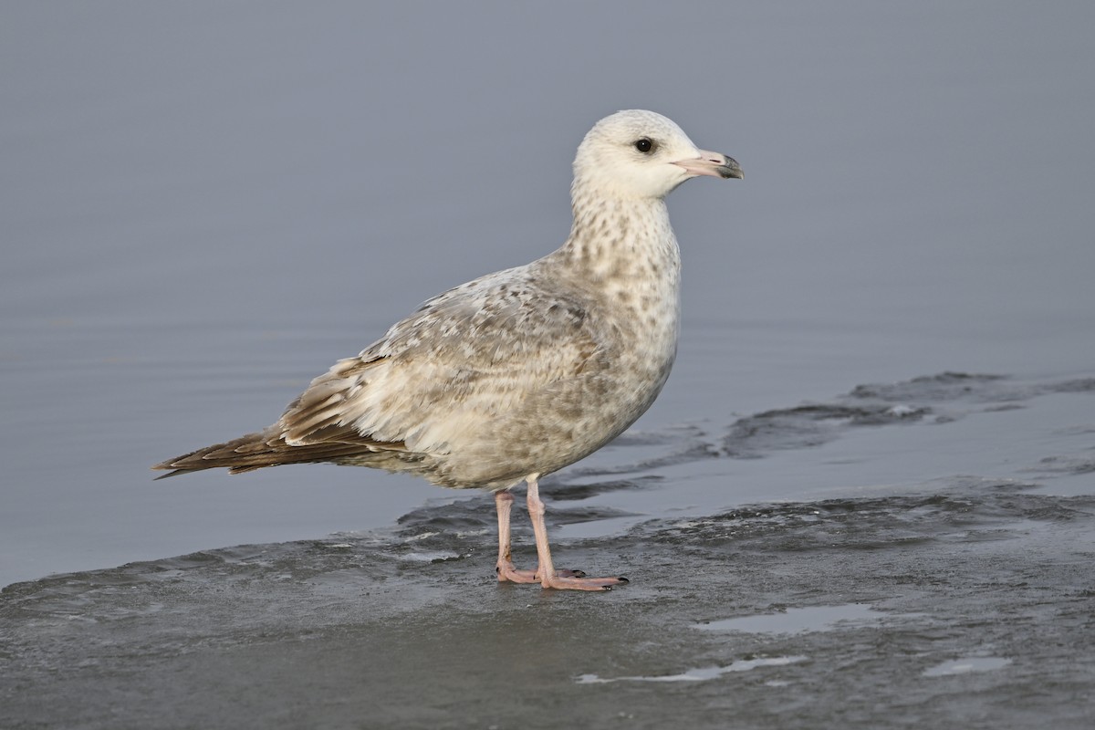 Полярная чайка - ML653161456