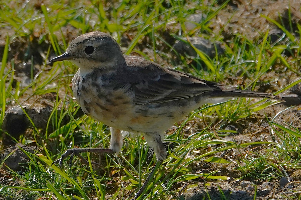 American Pipit - ML653163606