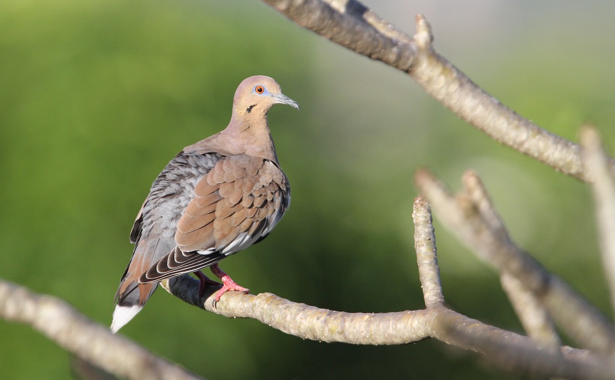 White-winged Dove - Christoph Moning