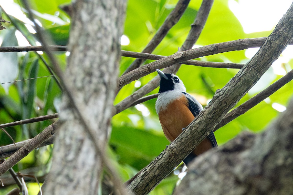 Black-winged Monarch - ML653171170