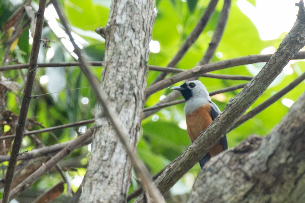 Black-winged Monarch - ML653171171