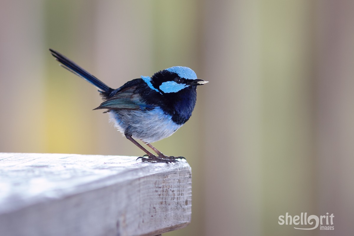 Superb Fairywren - Luke Shelley