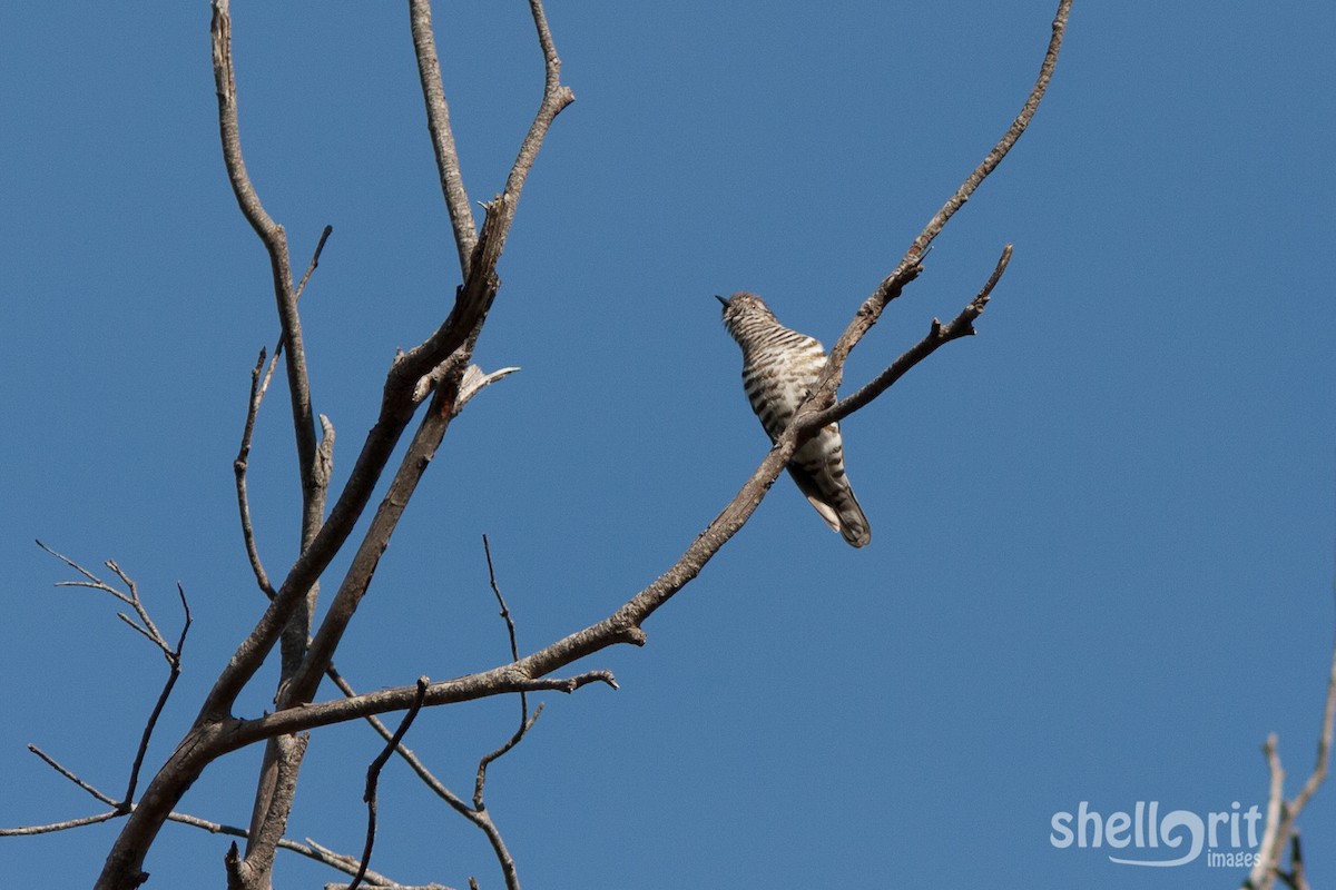 Shining Bronze-Cuckoo - ML65317431