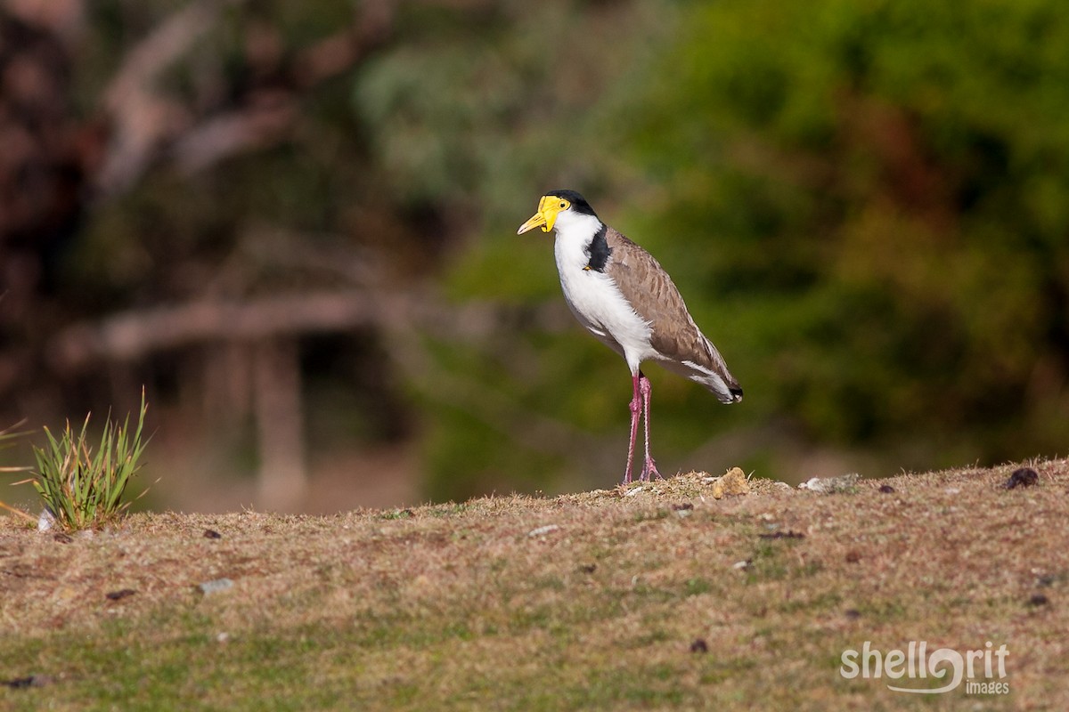 Masked Lapwing - Luke Shelley