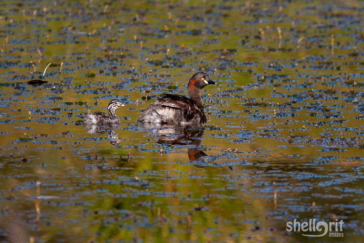 Australasian Grebe - ML65317481