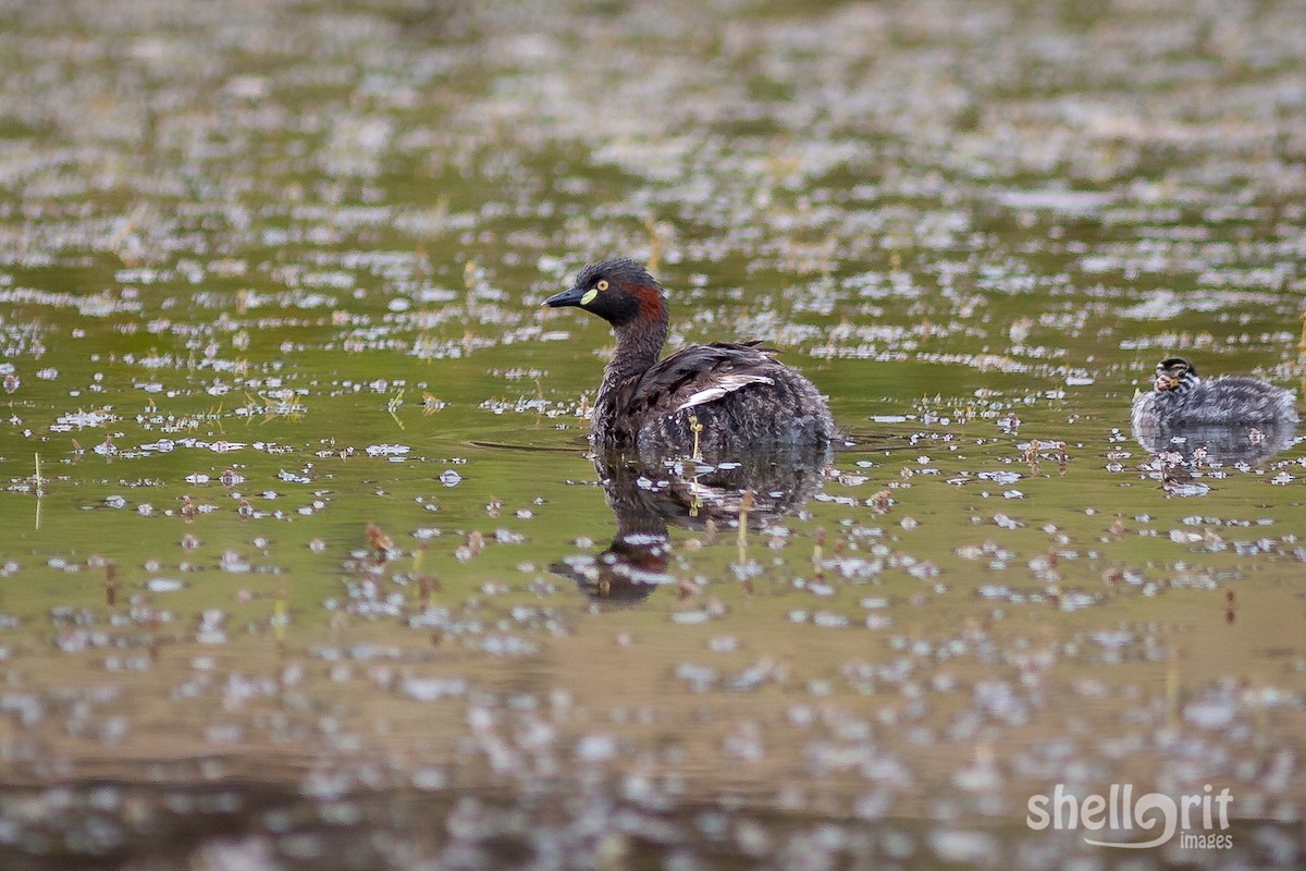 Australasian Grebe - ML65317501