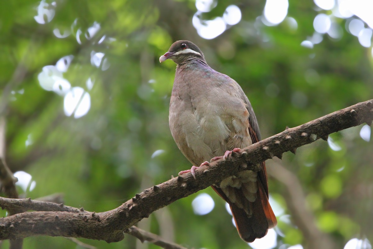 Bridled Quail-Dove - Christoph Moning