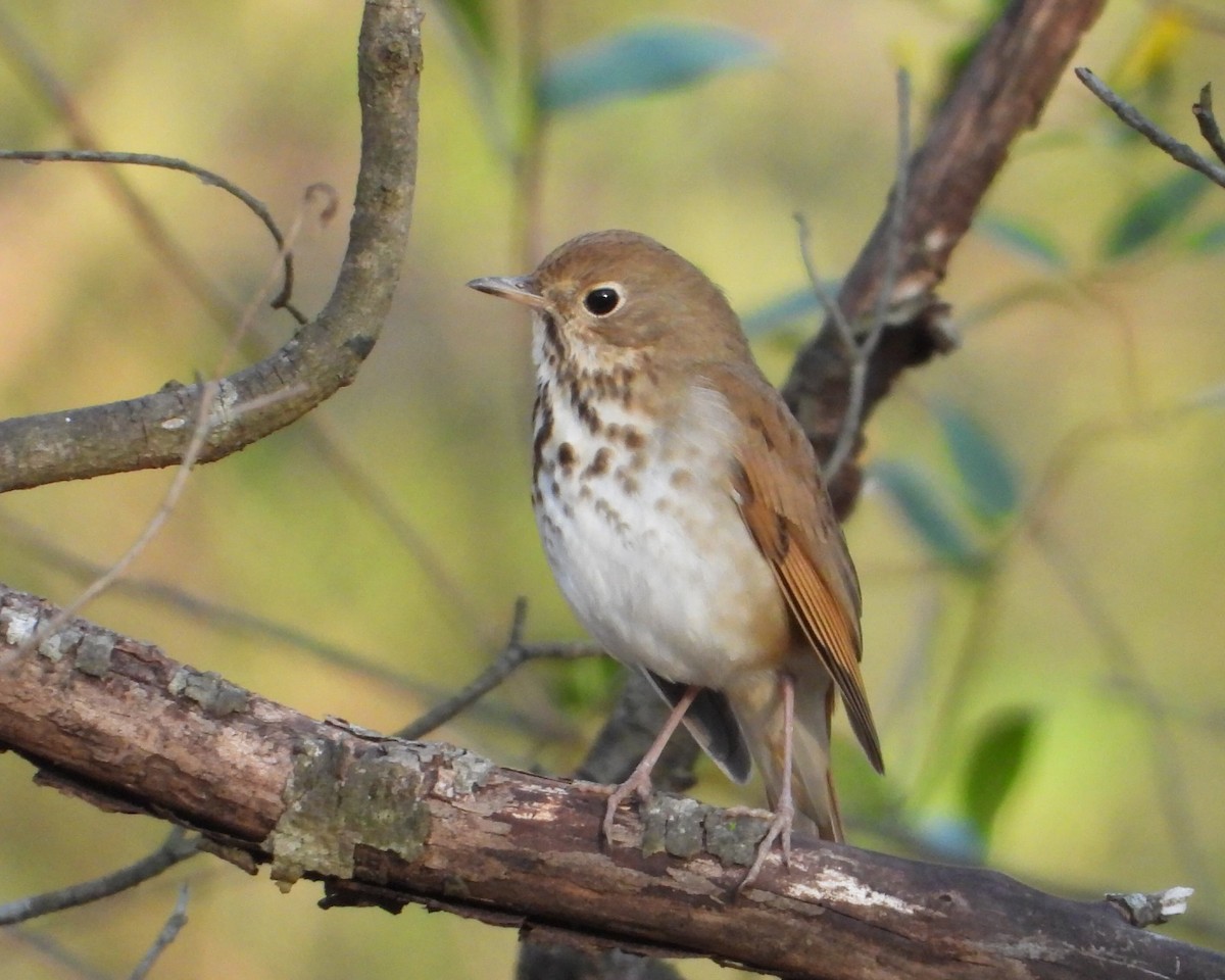 Hermit Thrush - ML653177646