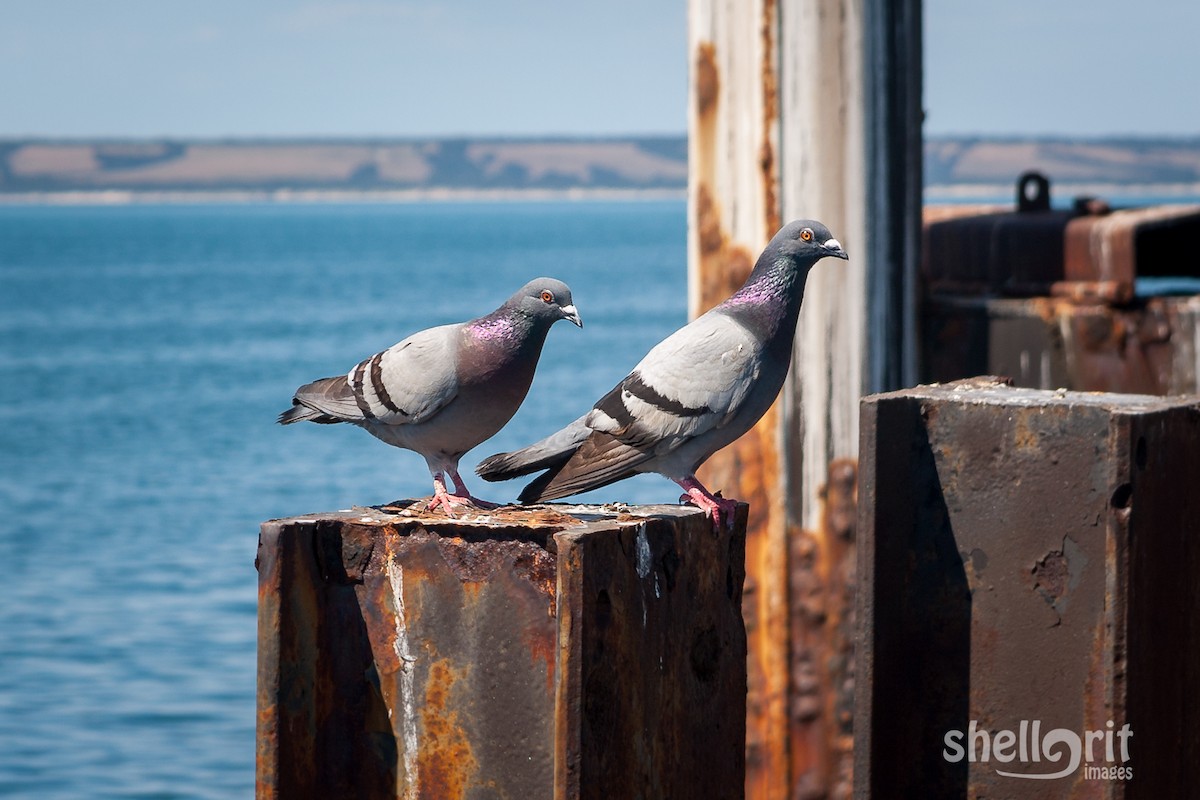 Rock Pigeon (Feral Pigeon) - ML65317791