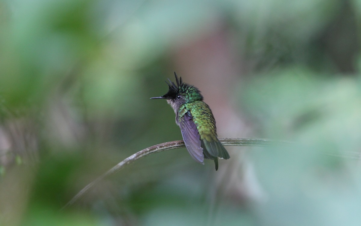 Antillean Crested Hummingbird - ML65317941