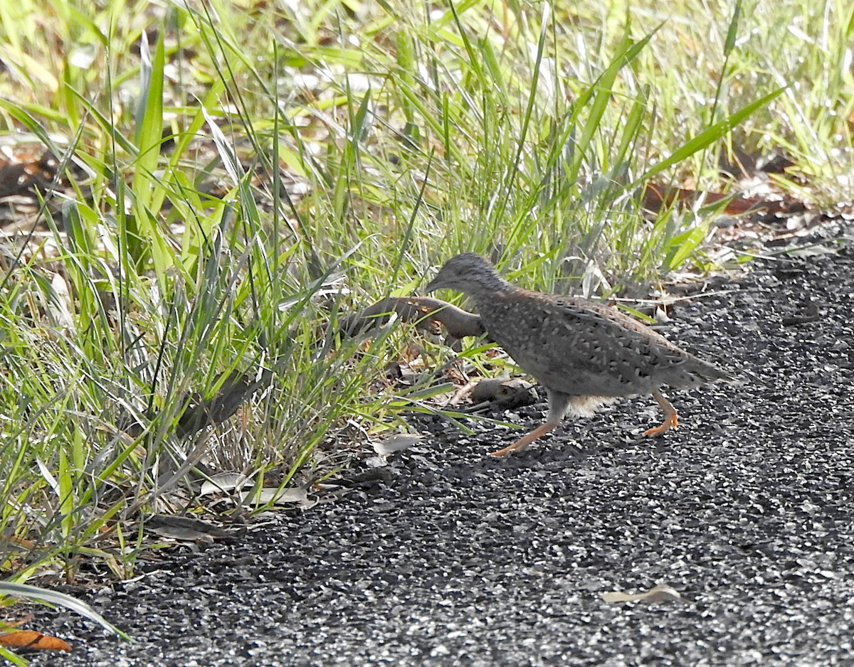 Painted Buttonquail - ML653183075