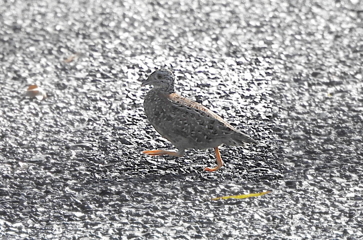 Painted Buttonquail - ML653183081