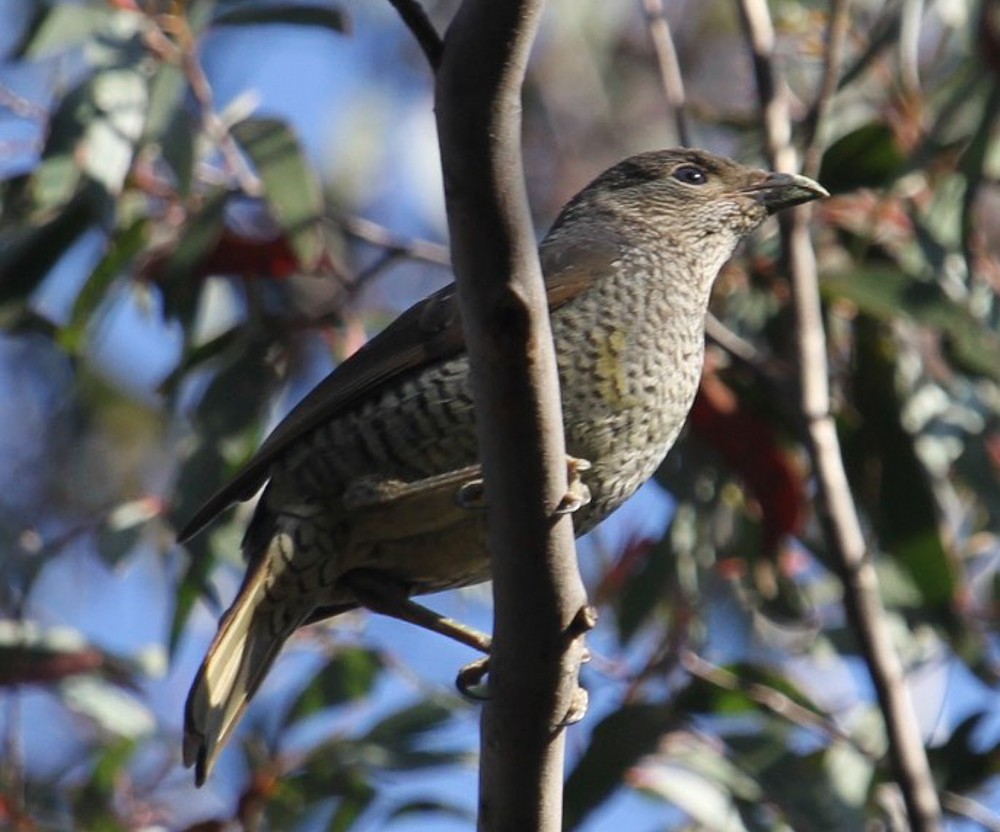 Satin Bowerbird - ML653183640