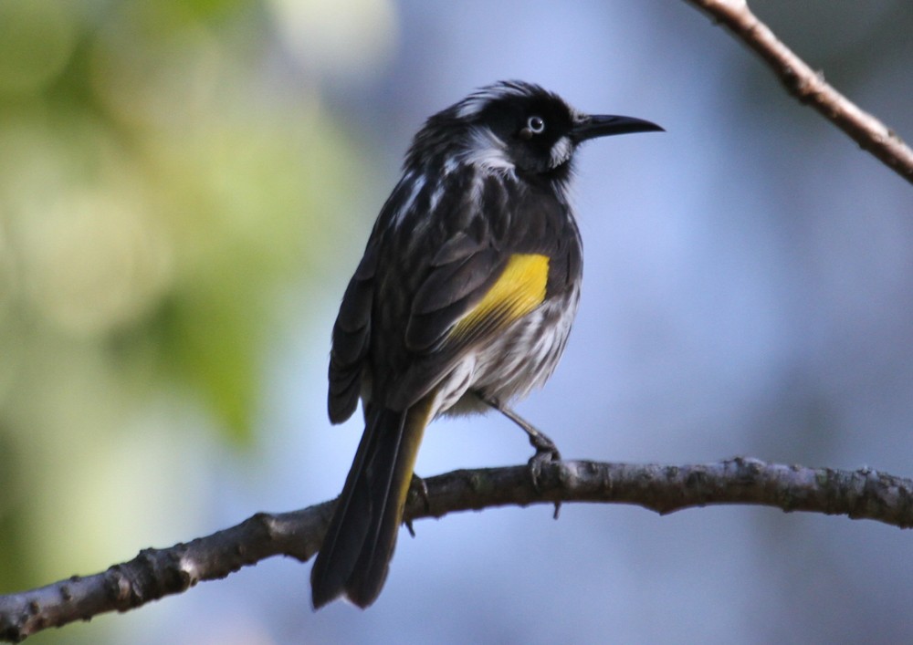 New Holland Honeyeater - ML653184163