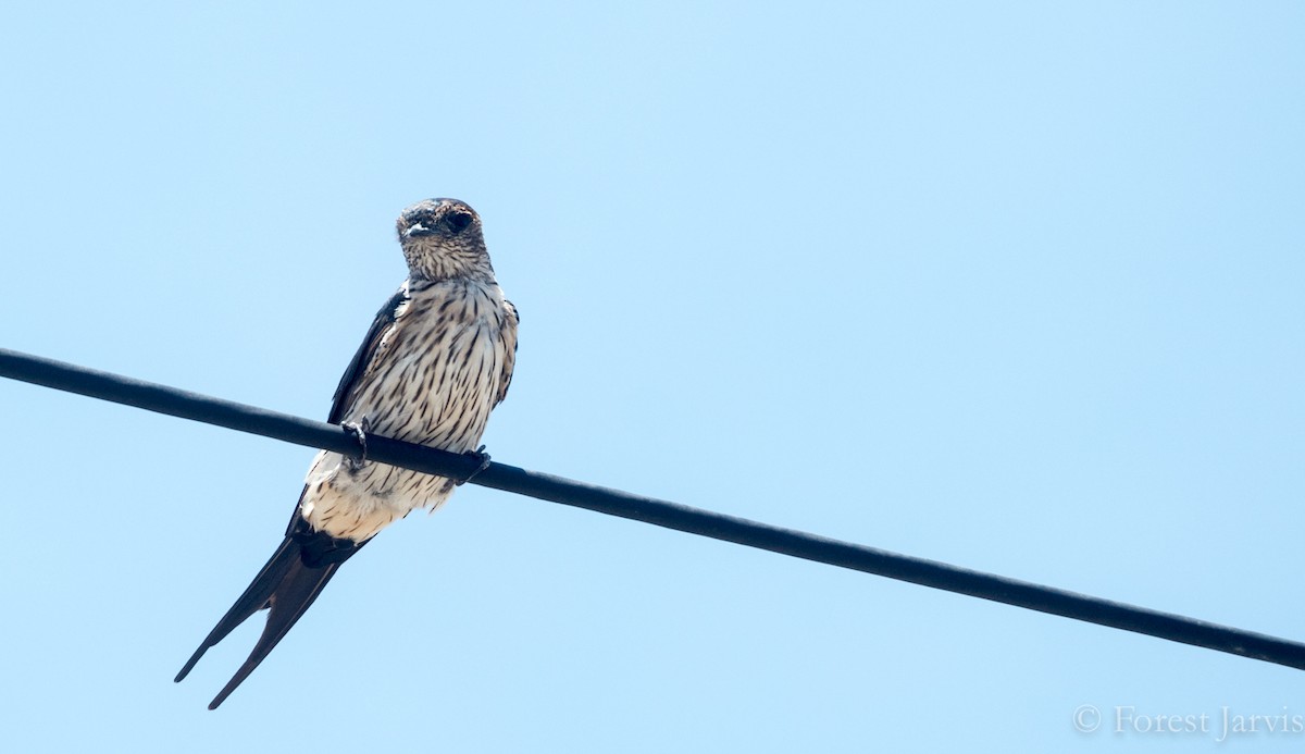 Eastern Red-rumped Swallow (Striated) - ML65318471