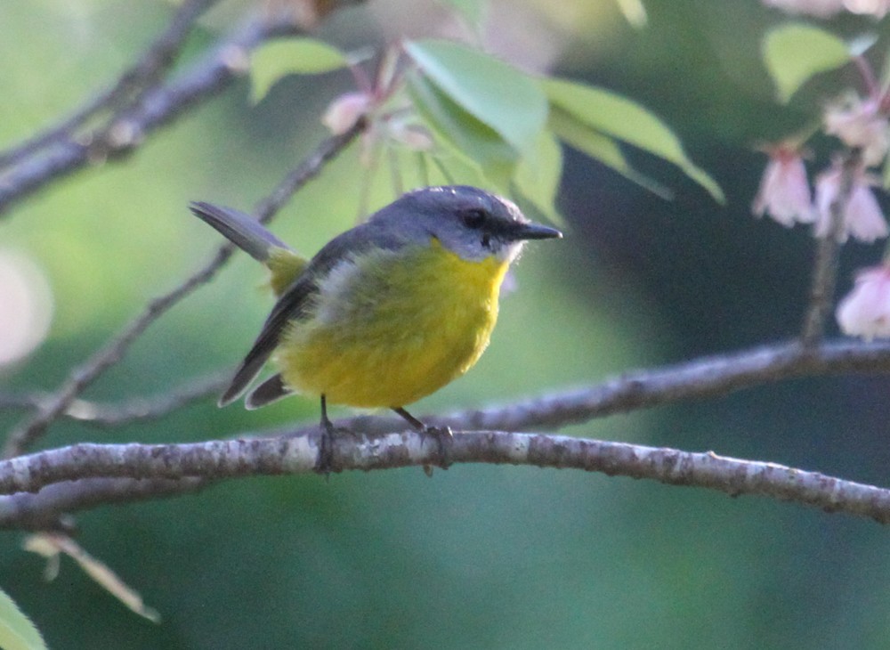 Eastern Yellow Robin - ML653184784