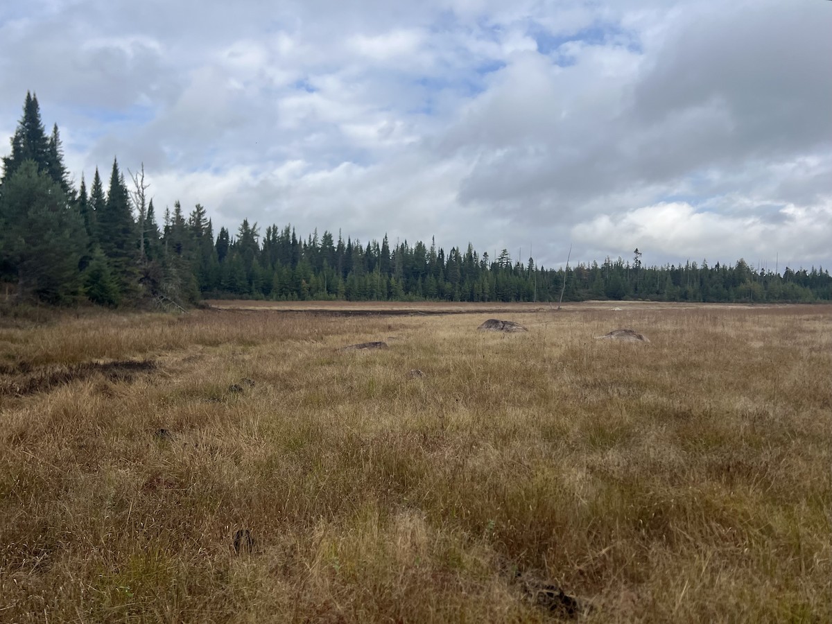 null - ML653184786