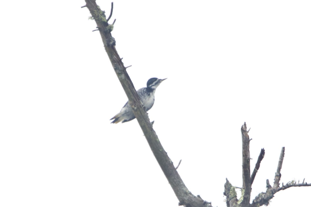 Black-backed Woodpecker - ML653184854