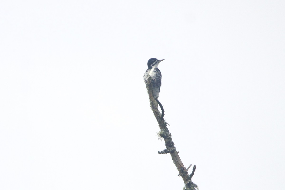 Black-backed Woodpecker - ML653184855