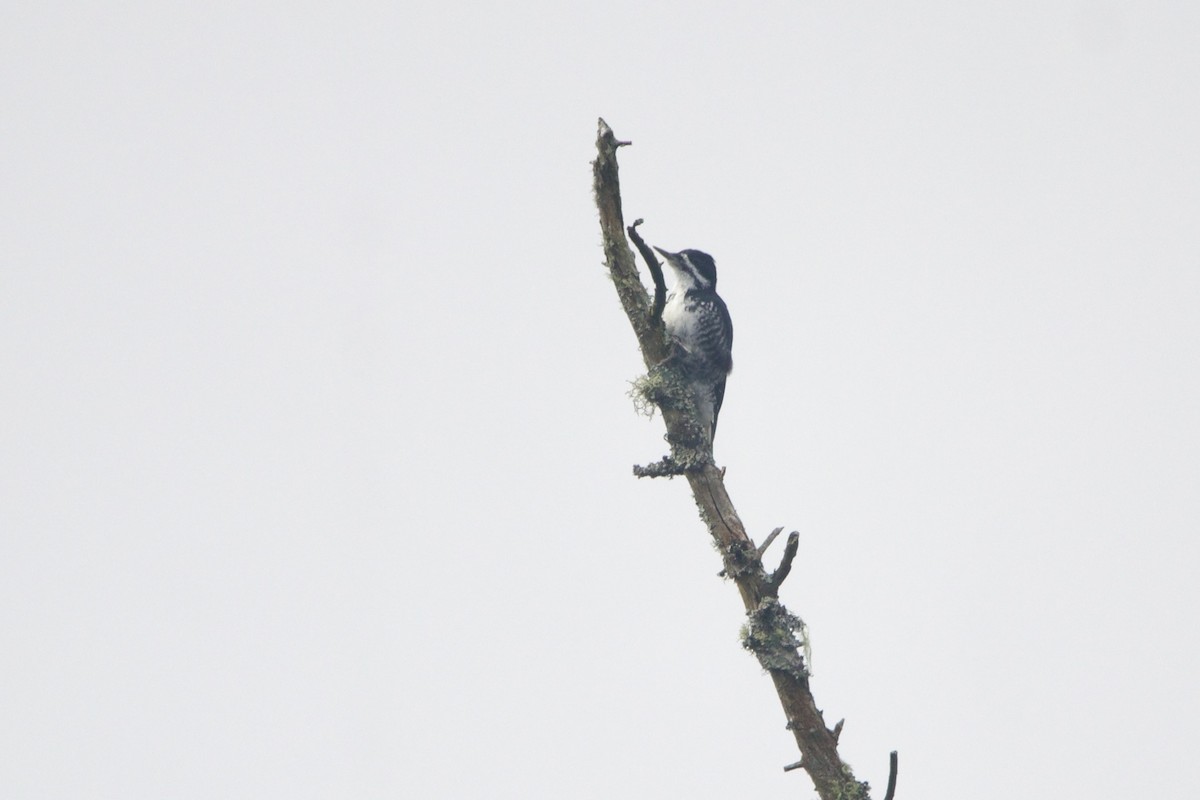 Black-backed Woodpecker - ML653184856