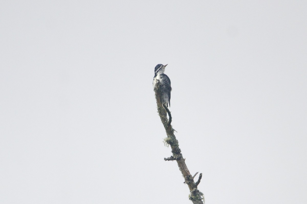 Black-backed Woodpecker - ML653184857