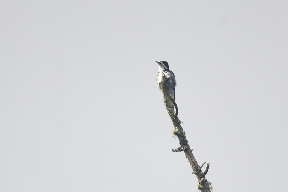 Black-backed Woodpecker - ML653184858