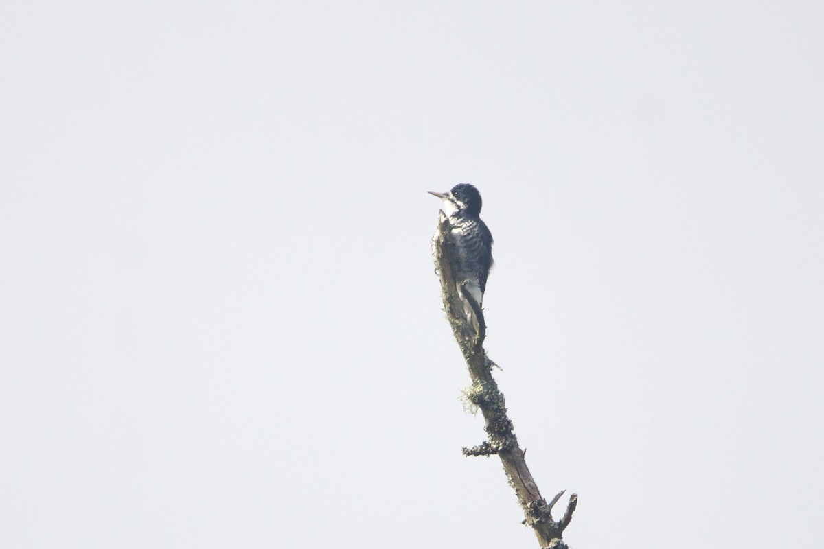 Black-backed Woodpecker - ML653184859