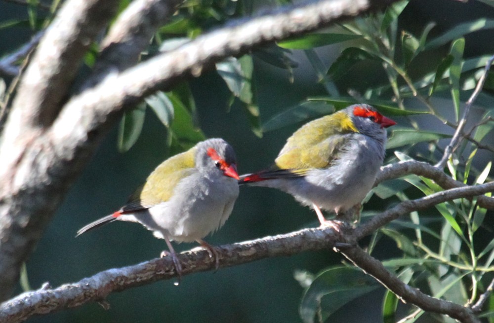 Red-browed Firetail - ML653185238