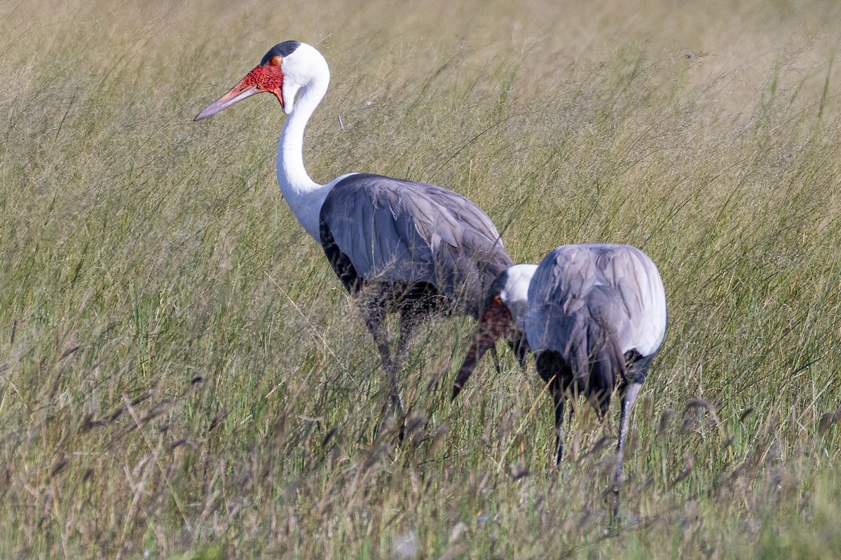 Grulla Carunculada - ML653185391