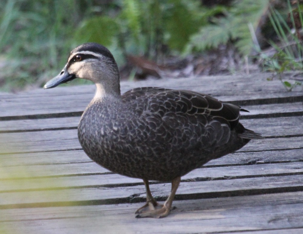 Pacific Black Duck - ML653185610
