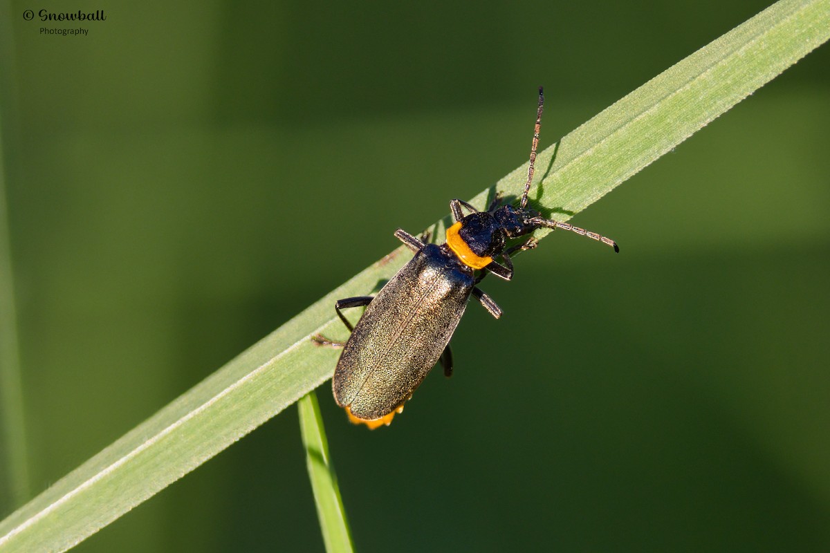 Plague Soldier Beetle - ML653185880