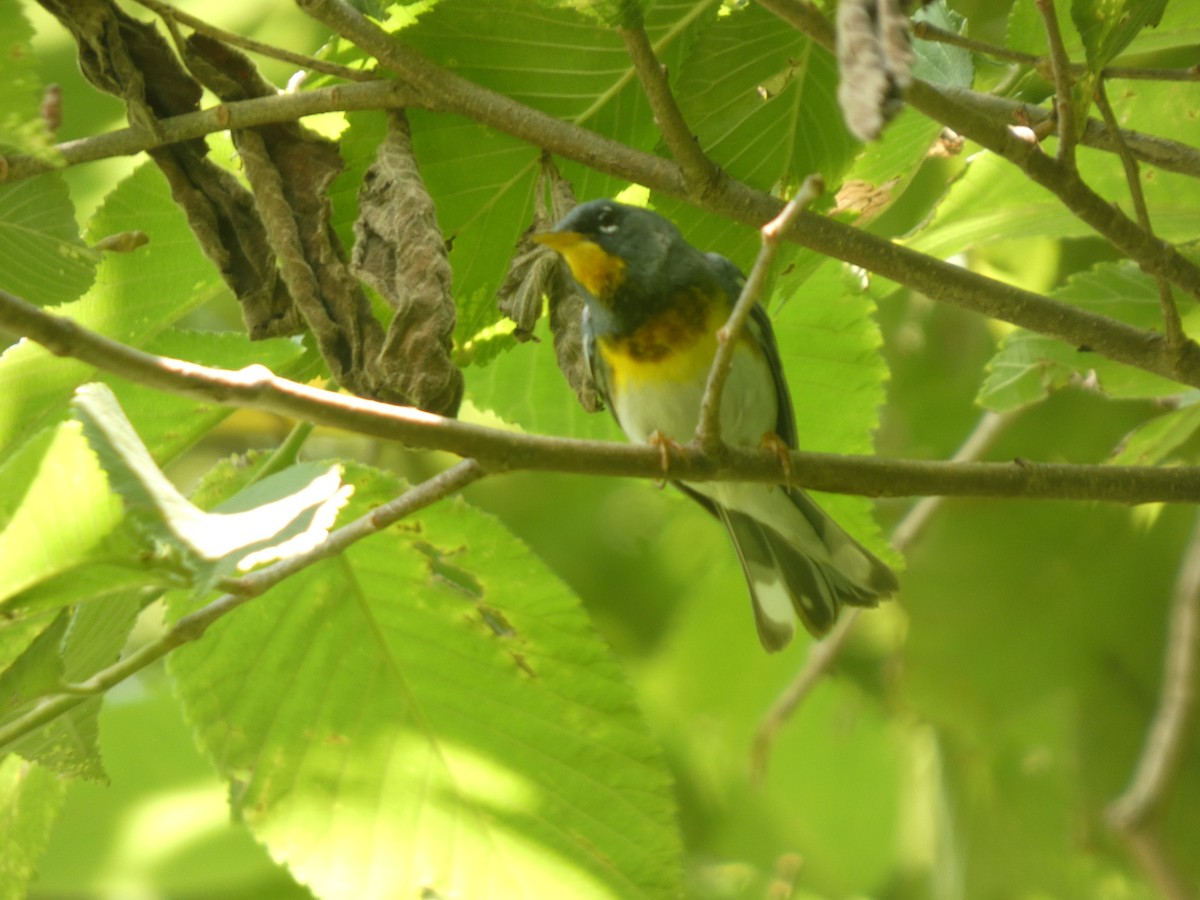 Parula Norteña - ML653188771